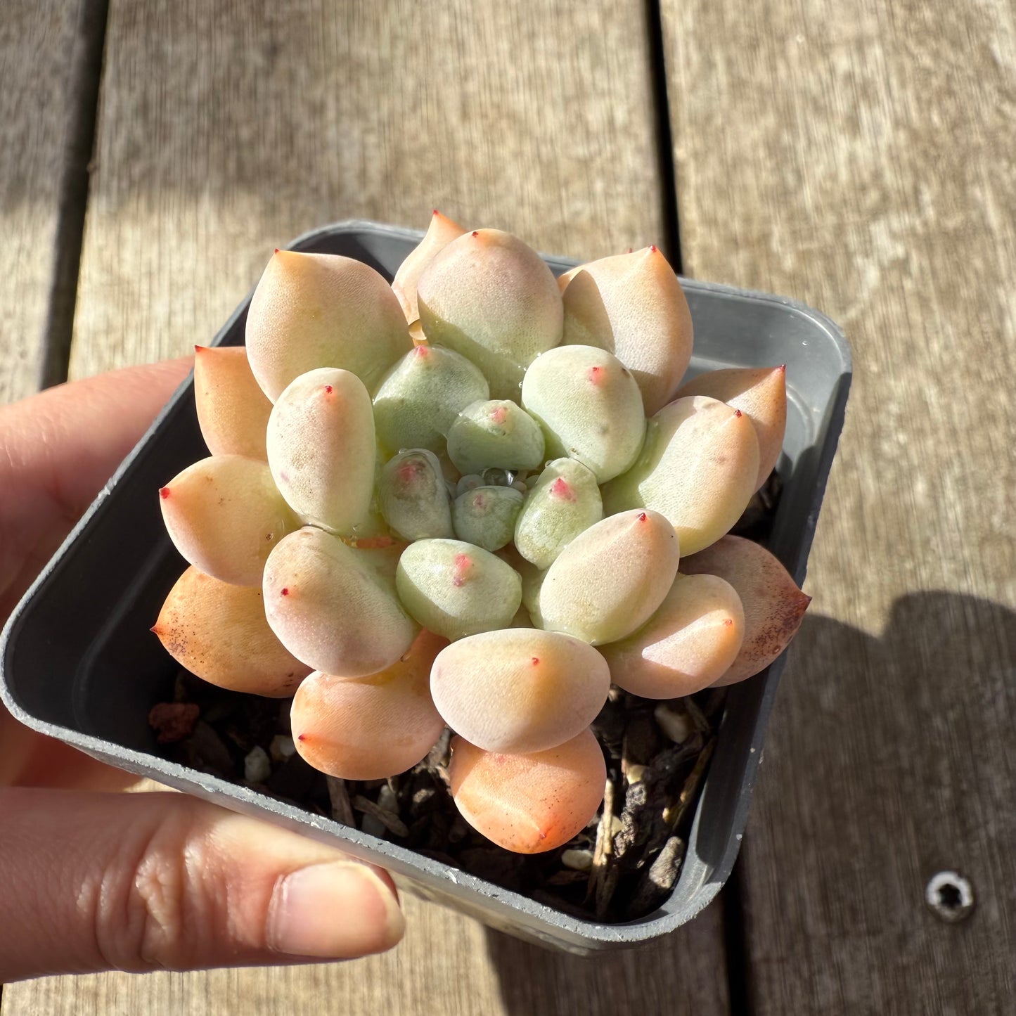 000 Succulent Jumbo Value Pack [J1]