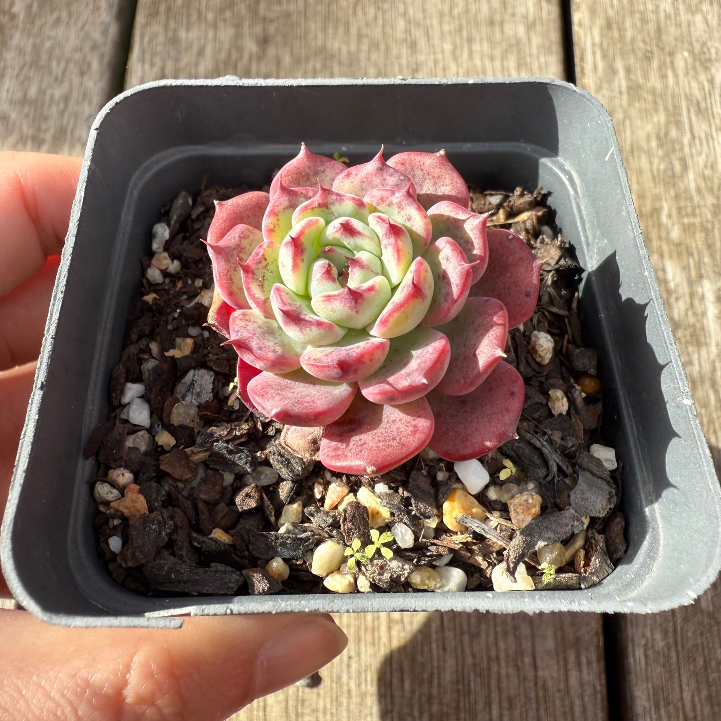000 Succulent Jumbo Value Pack [J1]
