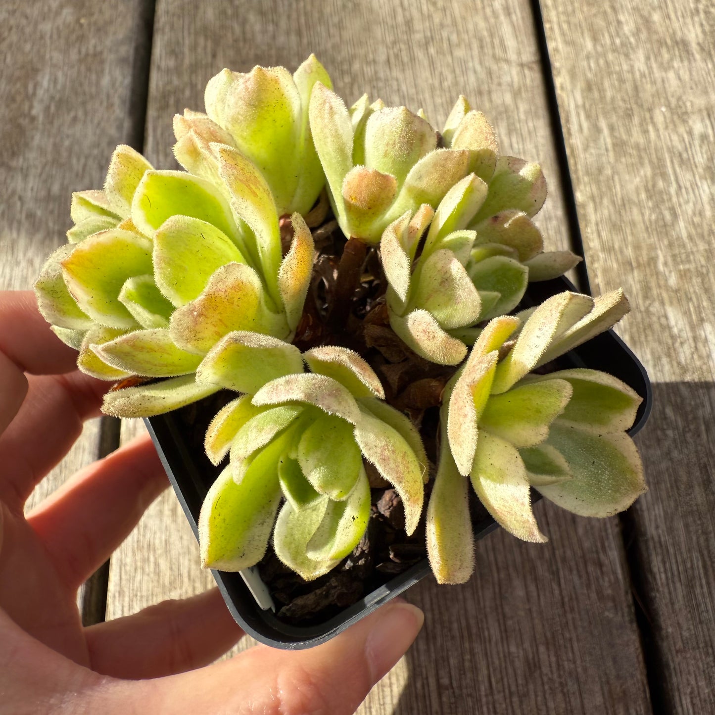 000 Succulent Jumbo Value Pack [J1]
