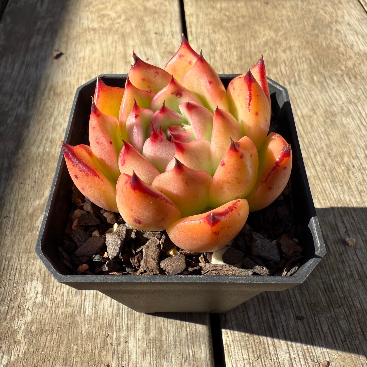 0508 红颜蜜语