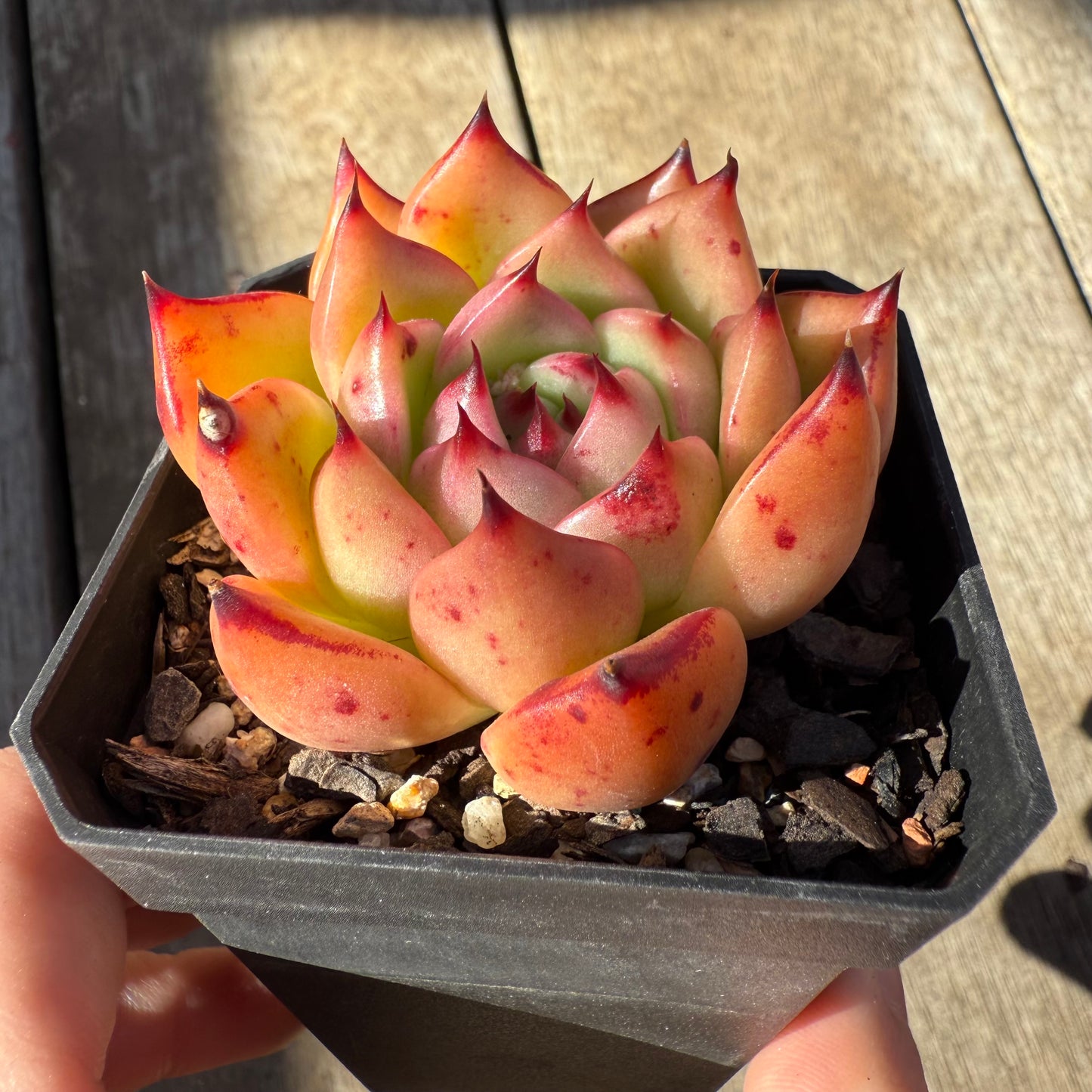 0508 红颜蜜语