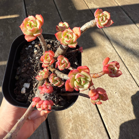 0508 艾格尼丝玫瑰