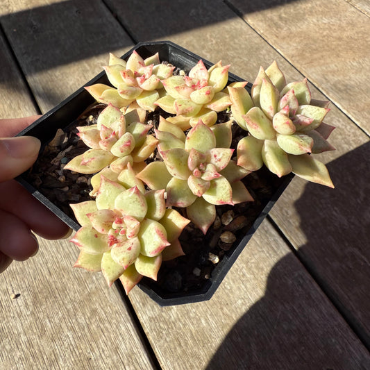 0508 Echeveria Arzee