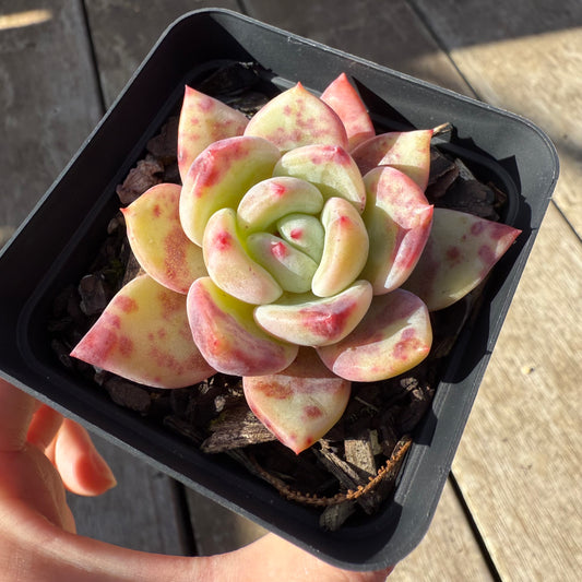 0508 Echeveria Bloody Champagne