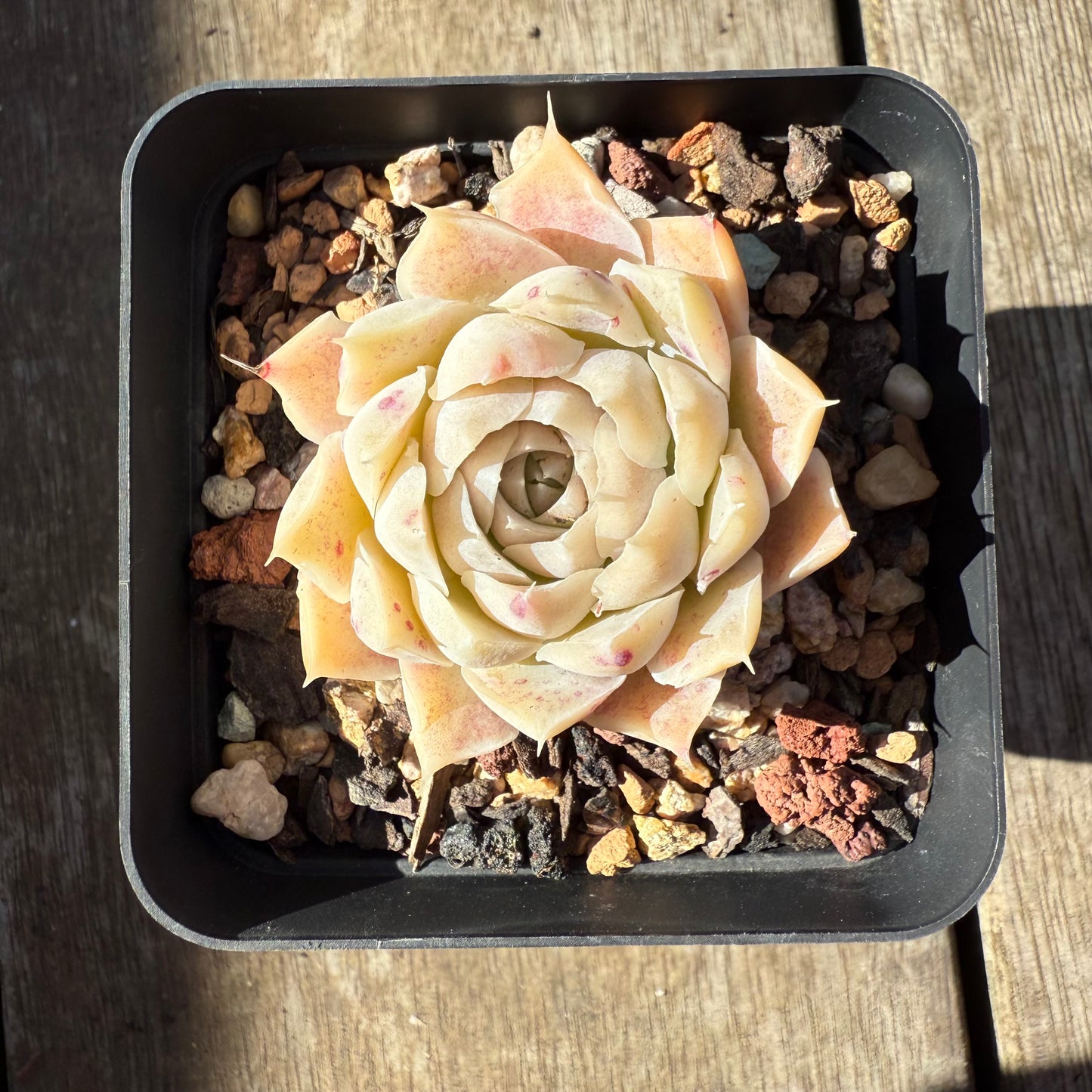 0508 Echeveria Malgan x Hyalina