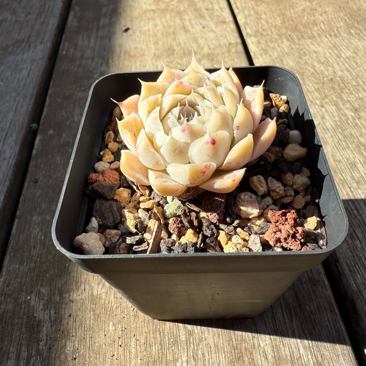 0508 Echeveria Malgan x Hyalina