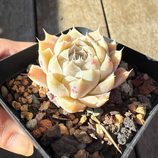 0508 Echeveria Malgan x Hyalina