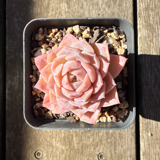 0508 Echeveria Pure Love