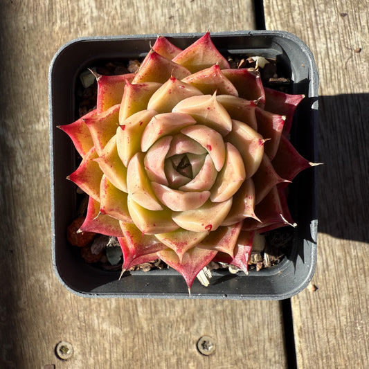 0508 Echeveria 'White Queen'