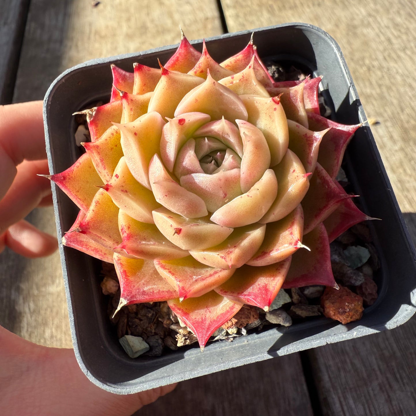0508 Echeveria 'White Queen'