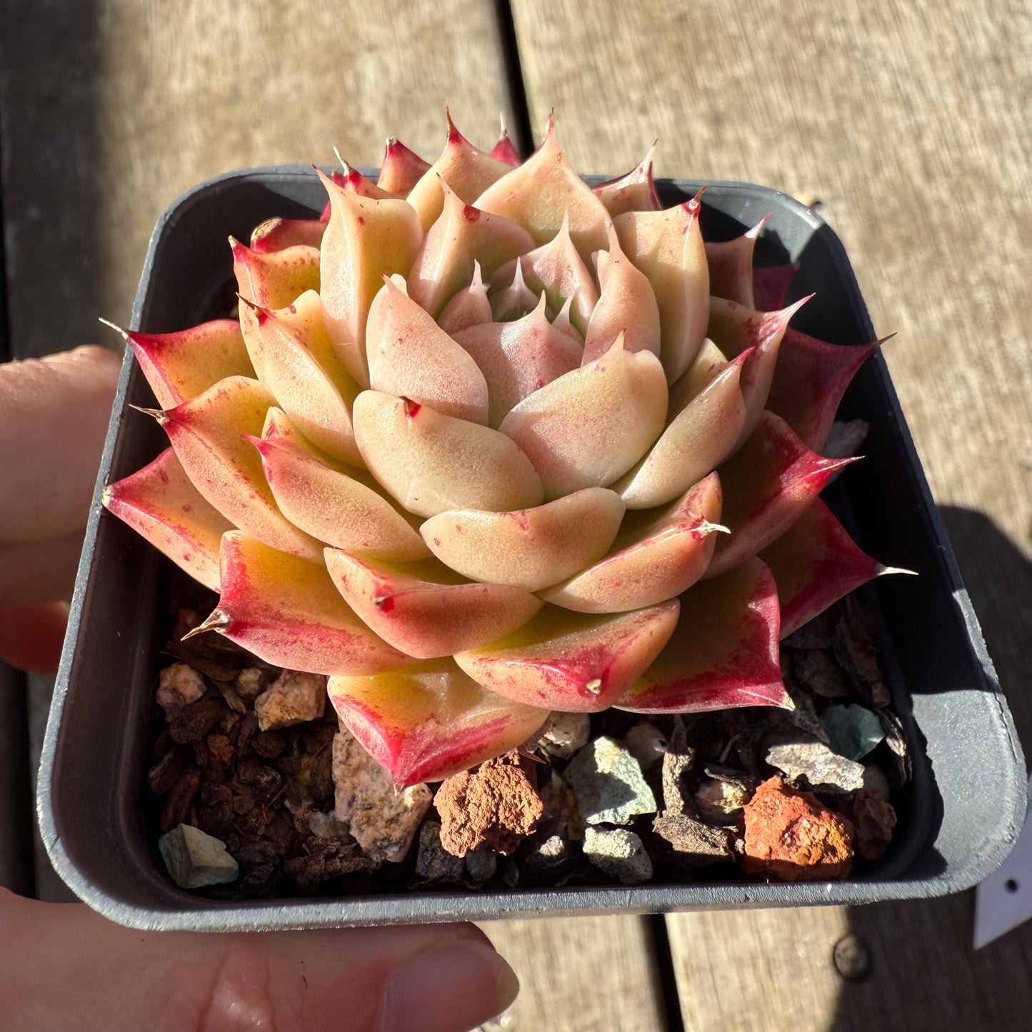 0508 Echeveria 'White Queen'