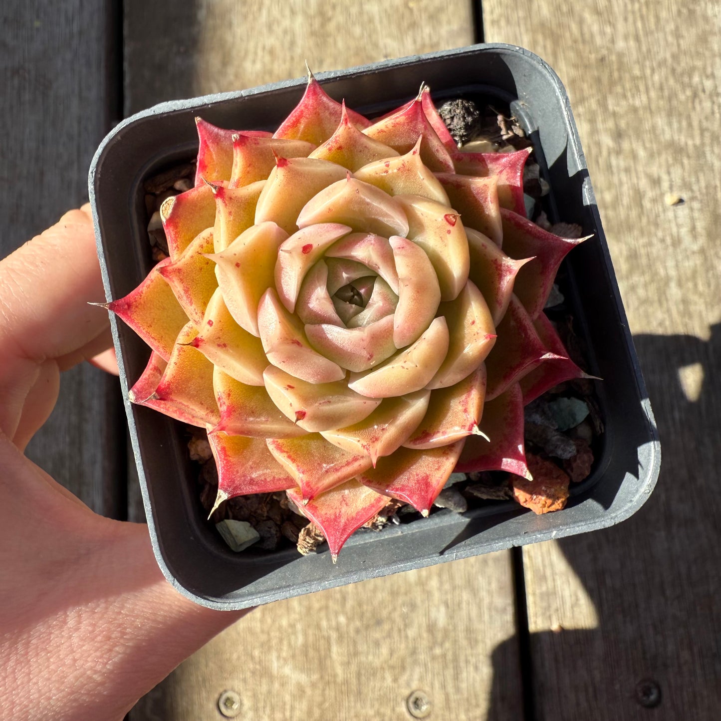 0508 Echeveria 'White Queen'