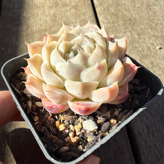 0508 Echeveria 'Mooncake'