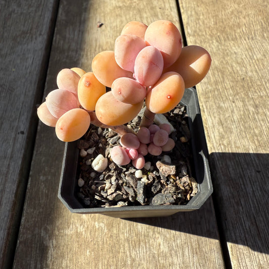 0508 Pachyphytum Orange Snowball