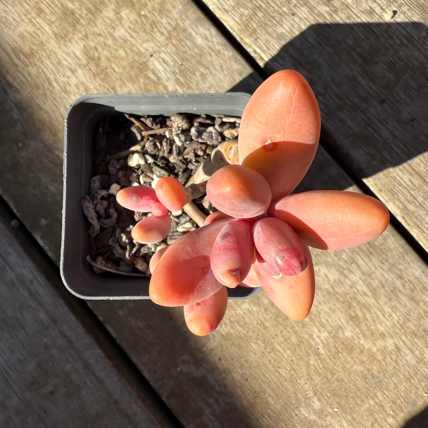 0508 Pachysedum Ganzhou