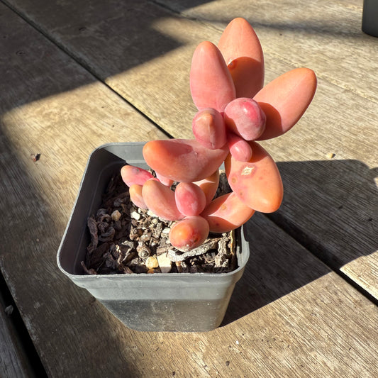 0508 Pachysedum Ganzhou