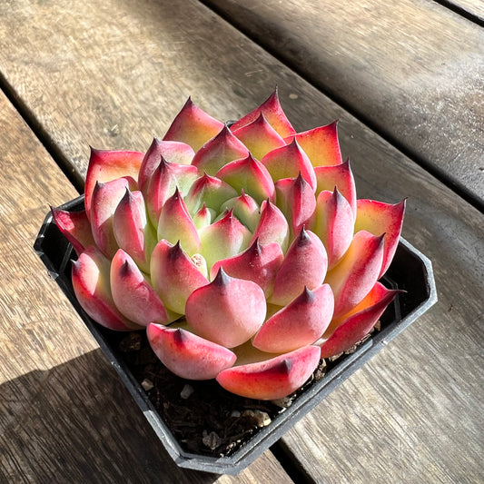 0509 Echeveria Agavoides 'Red Claw'