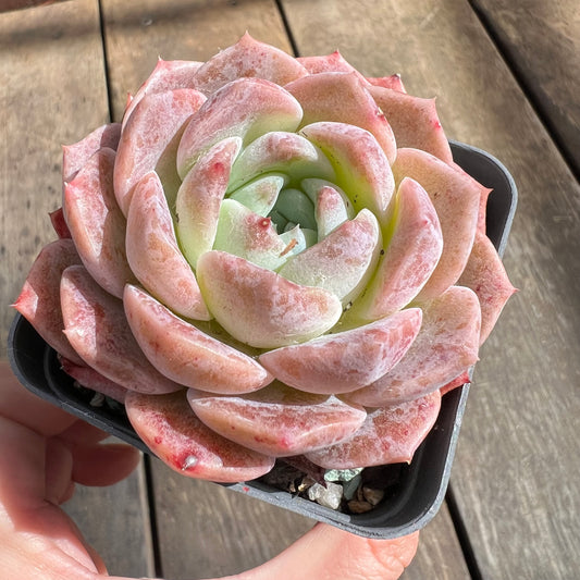 0509 Echeveria Monroe Hybrid