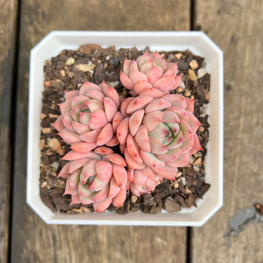 0509 Echeveria Tippy
