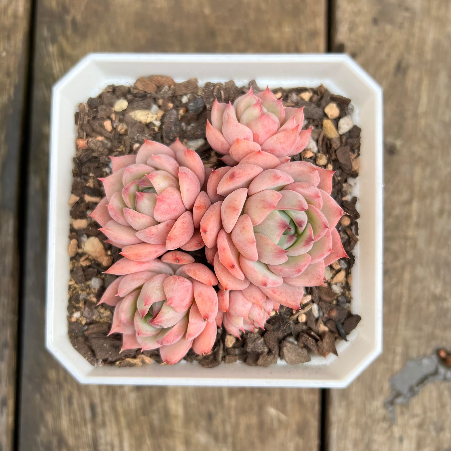 0509 Echeveria Tippy