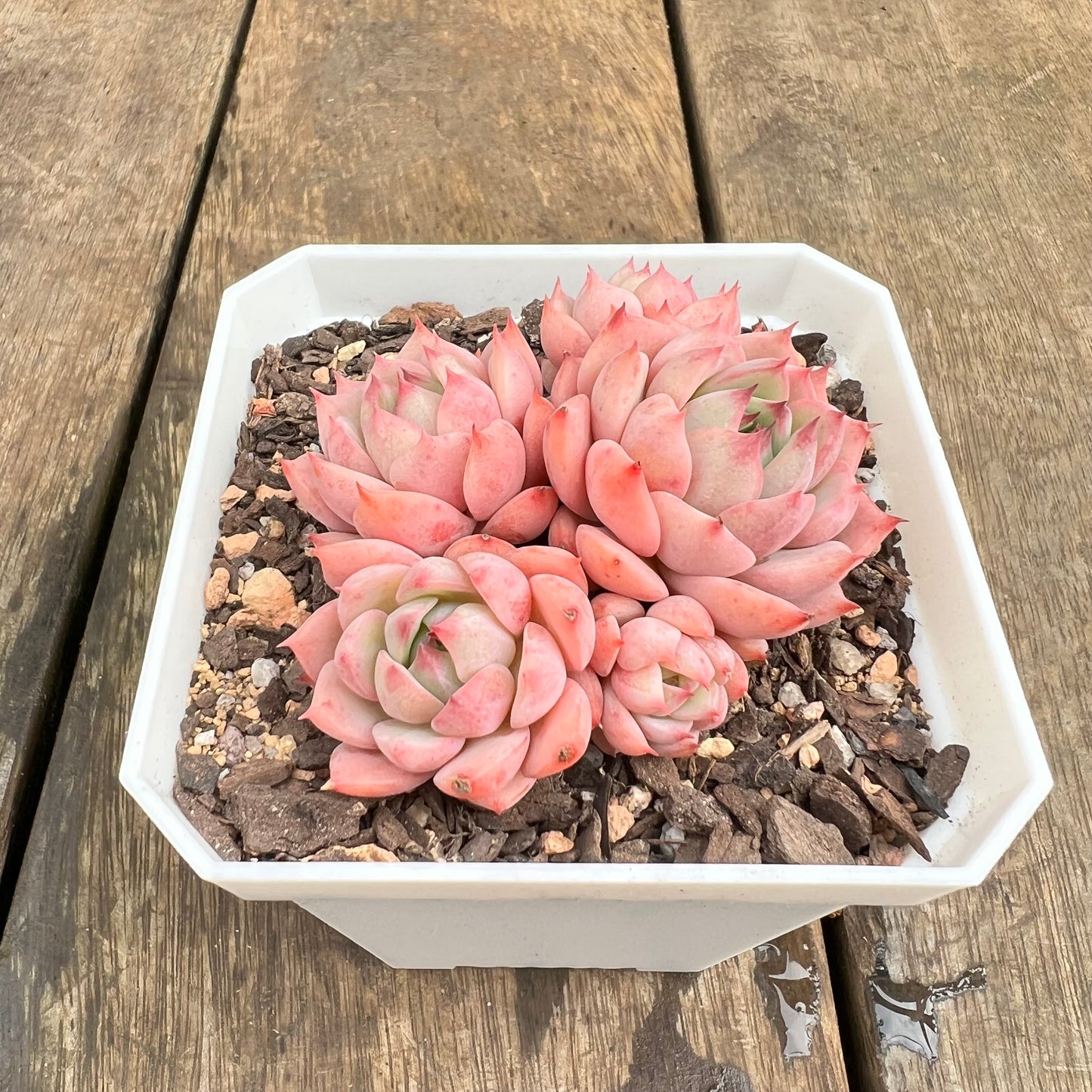 0509 Echeveria Tippy