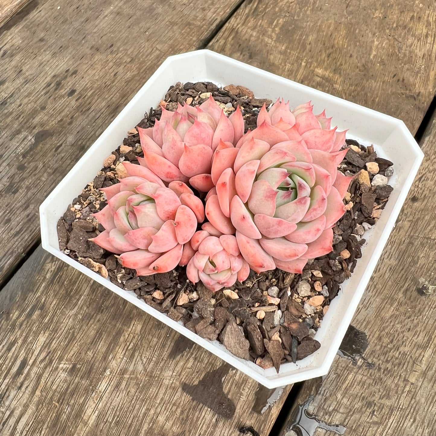 0509 Echeveria Tippy