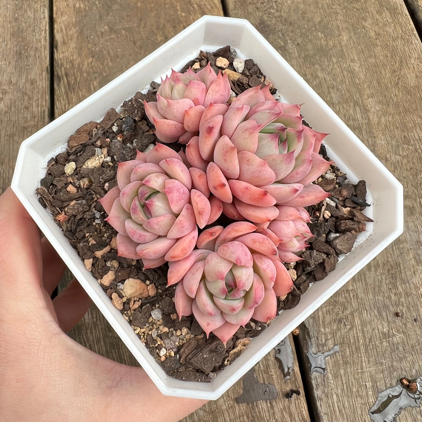 0509 Echeveria Tippy