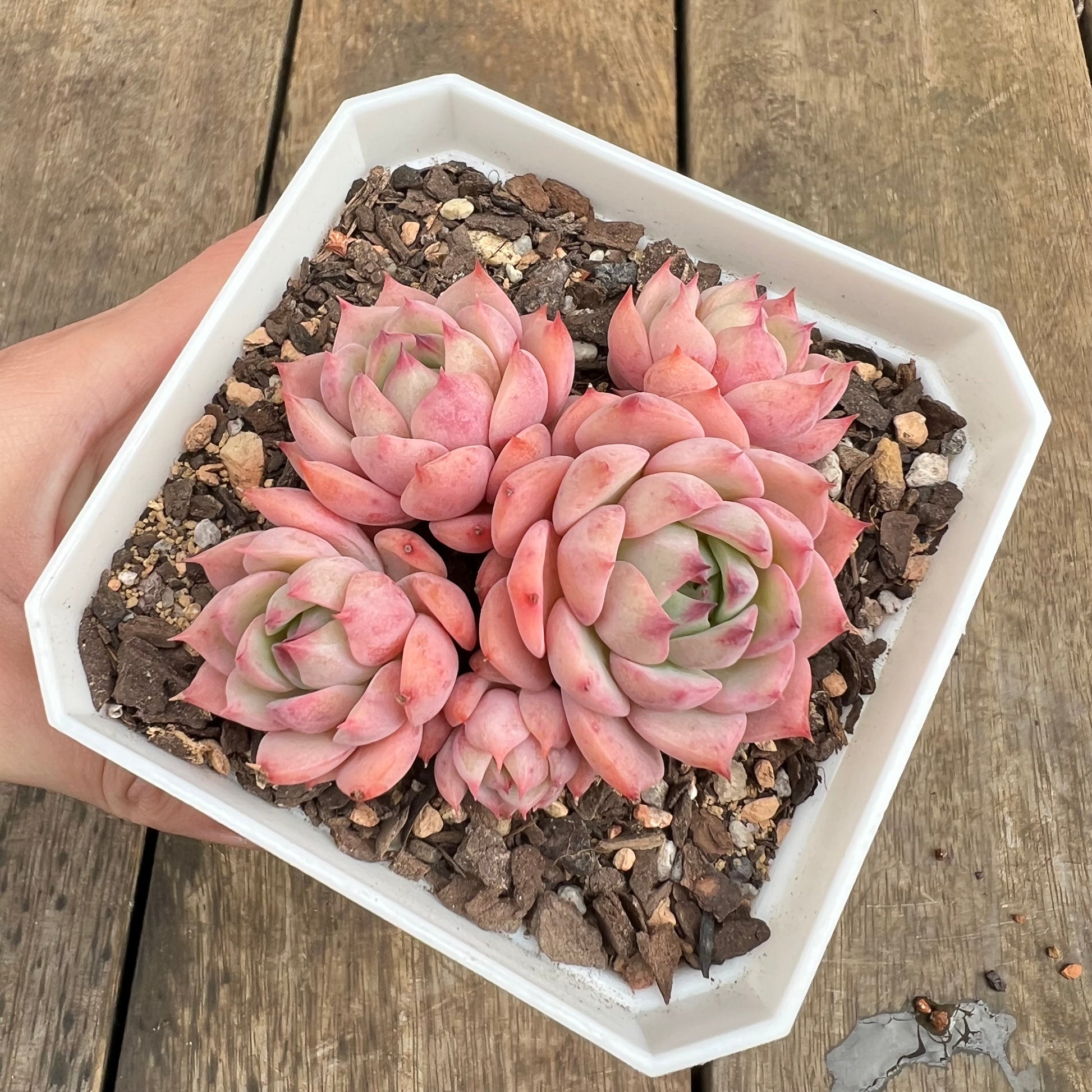 echeveria tippy pink succulent 0509 Echeveria Tippy