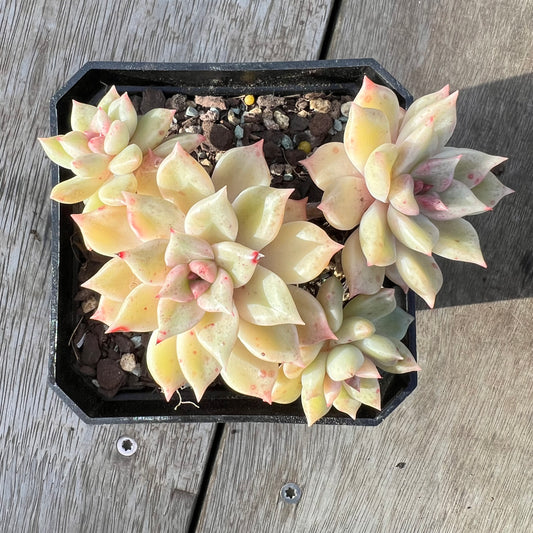 0608 Echeveria Arzee (Multi)