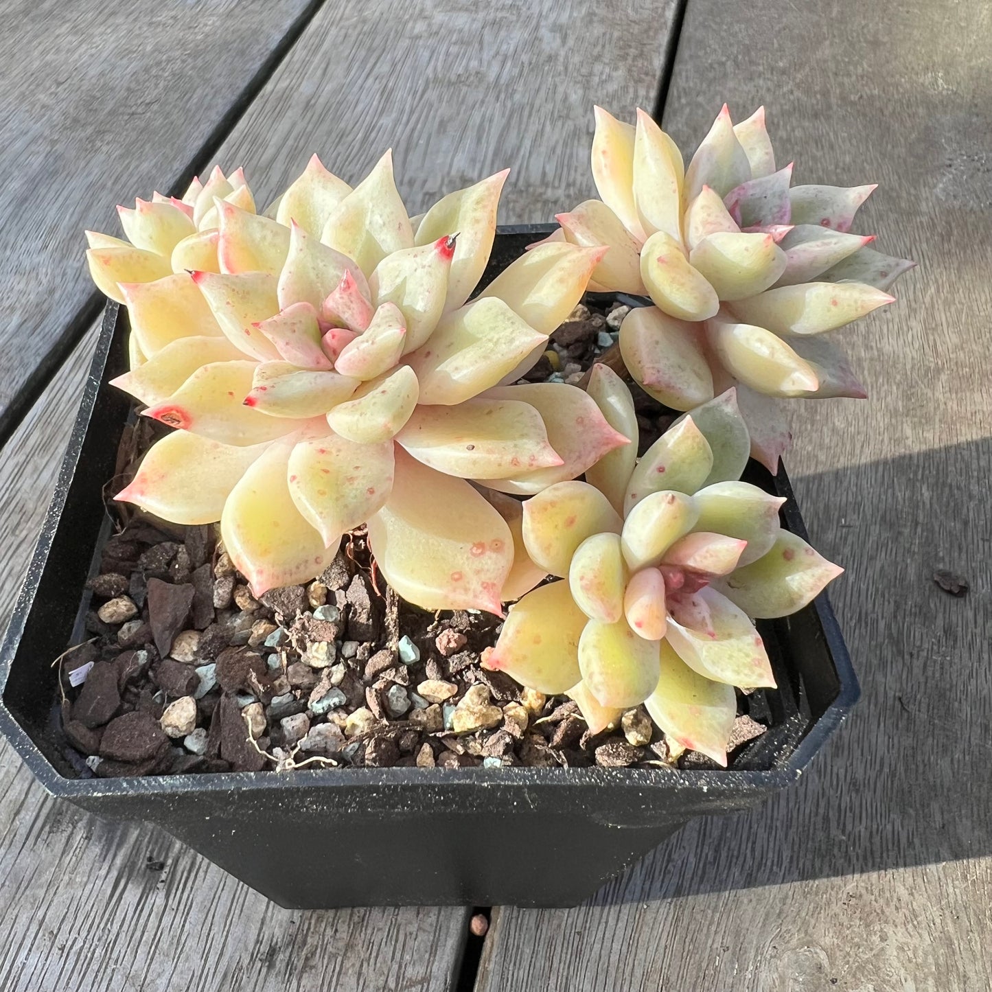 0608 Echeveria Arzee (Multi)