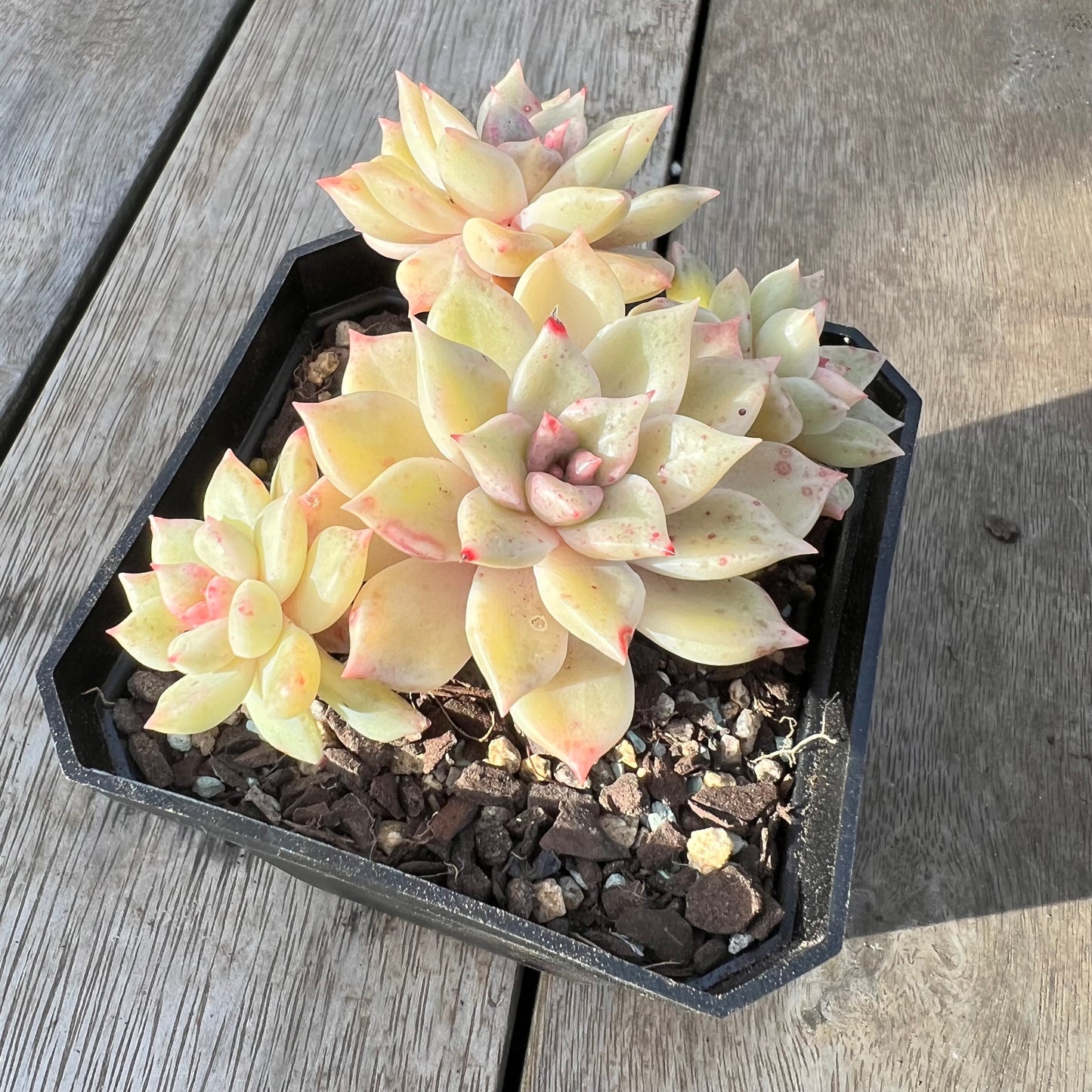 0608 Echeveria Arzee (Multi)