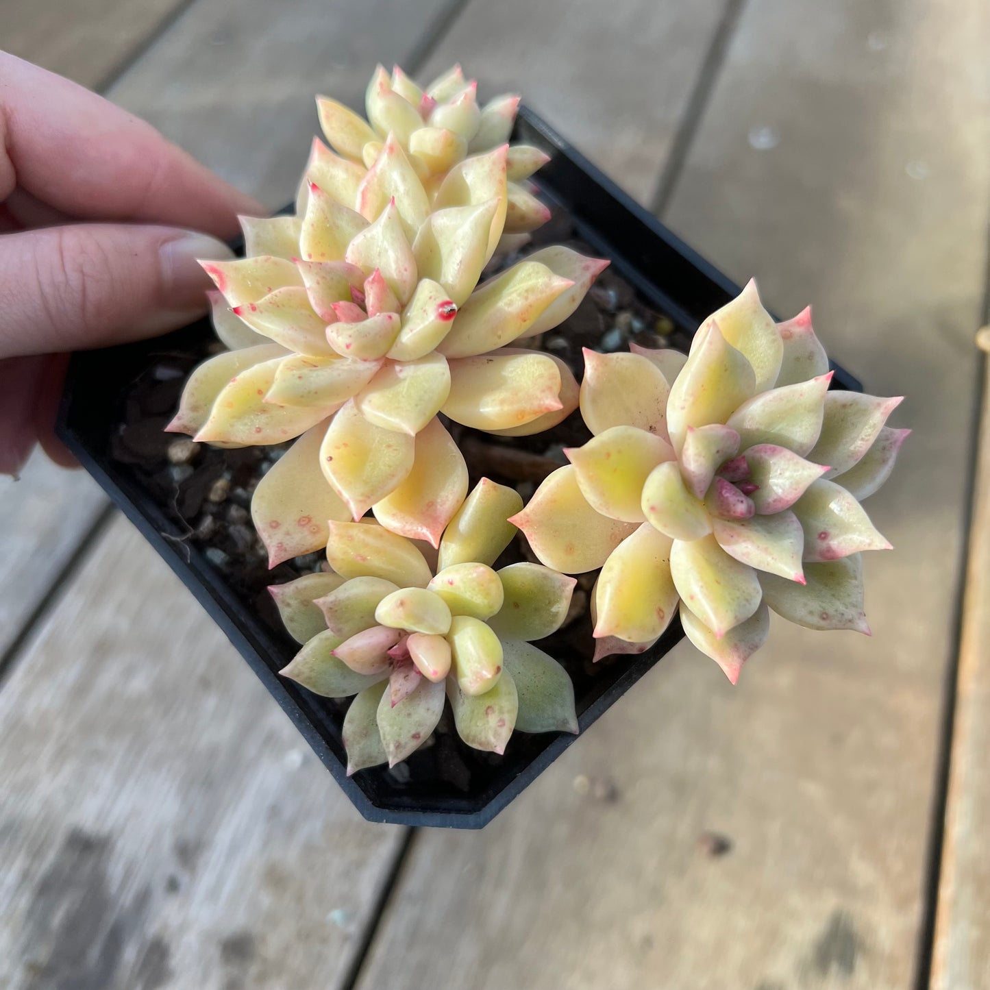 0608 Echeveria Arzee (Multi)