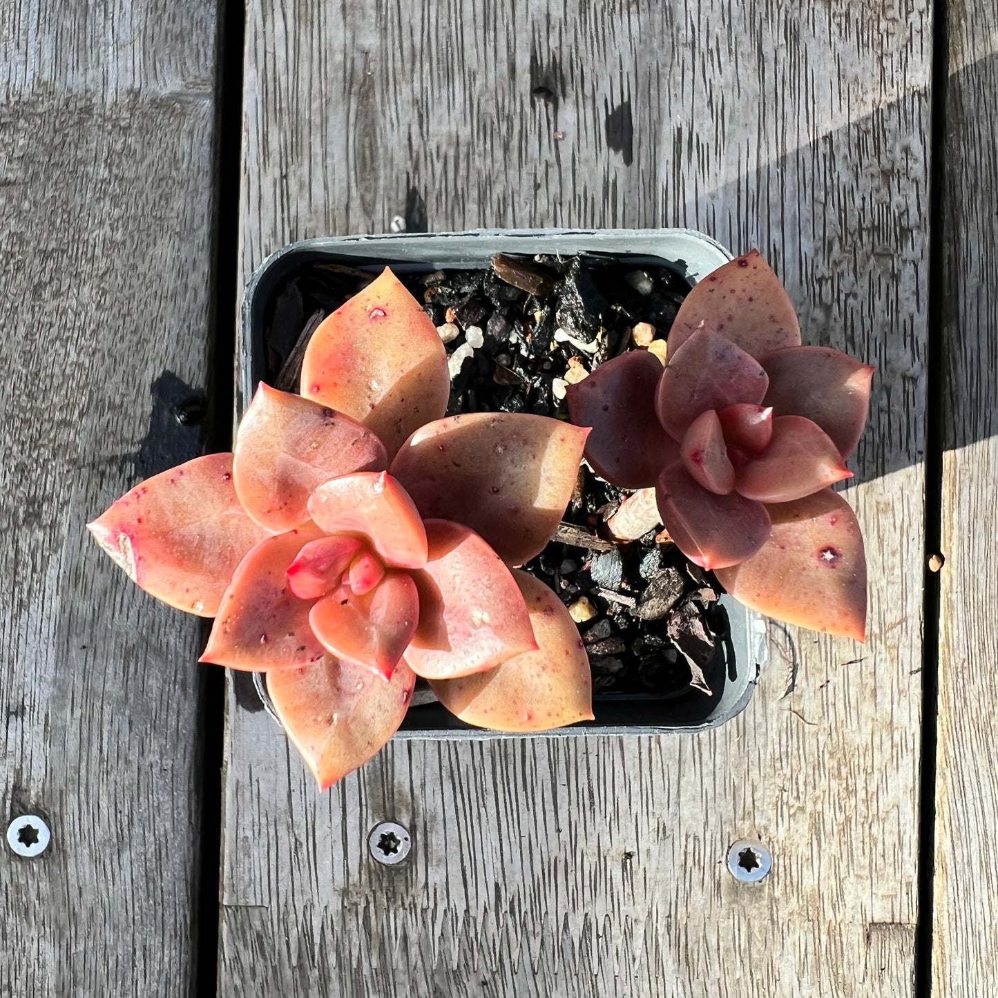 0608 Echeveria Chroma