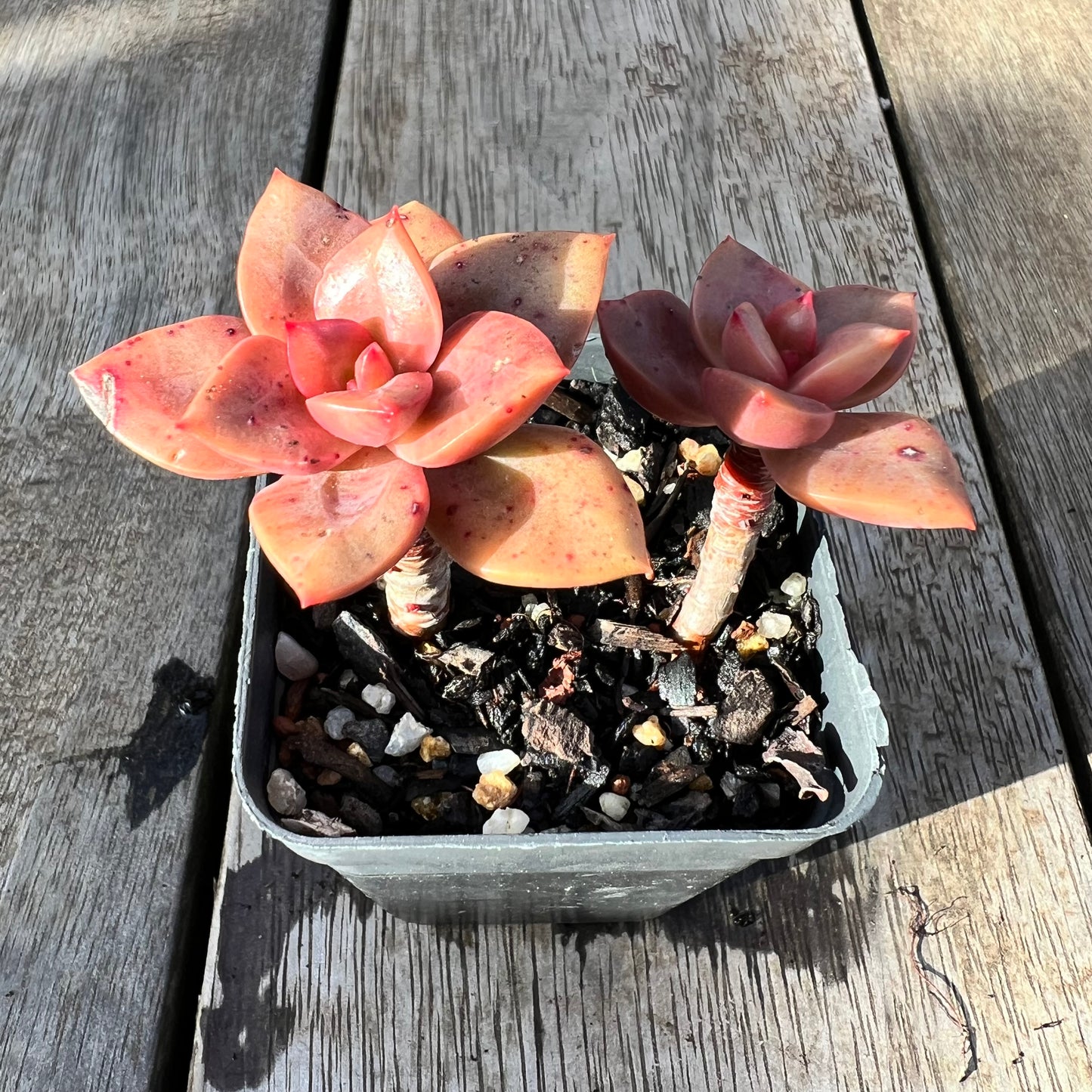 0608 Echeveria Chroma