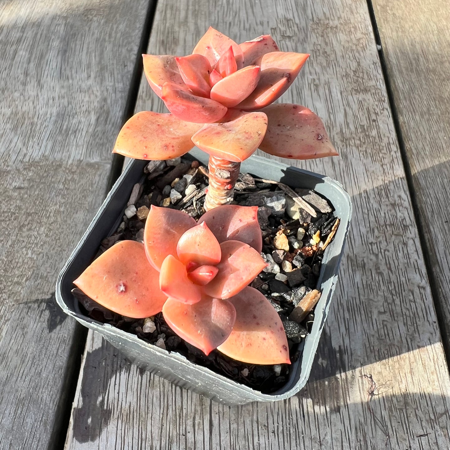 0608 Echeveria Chroma