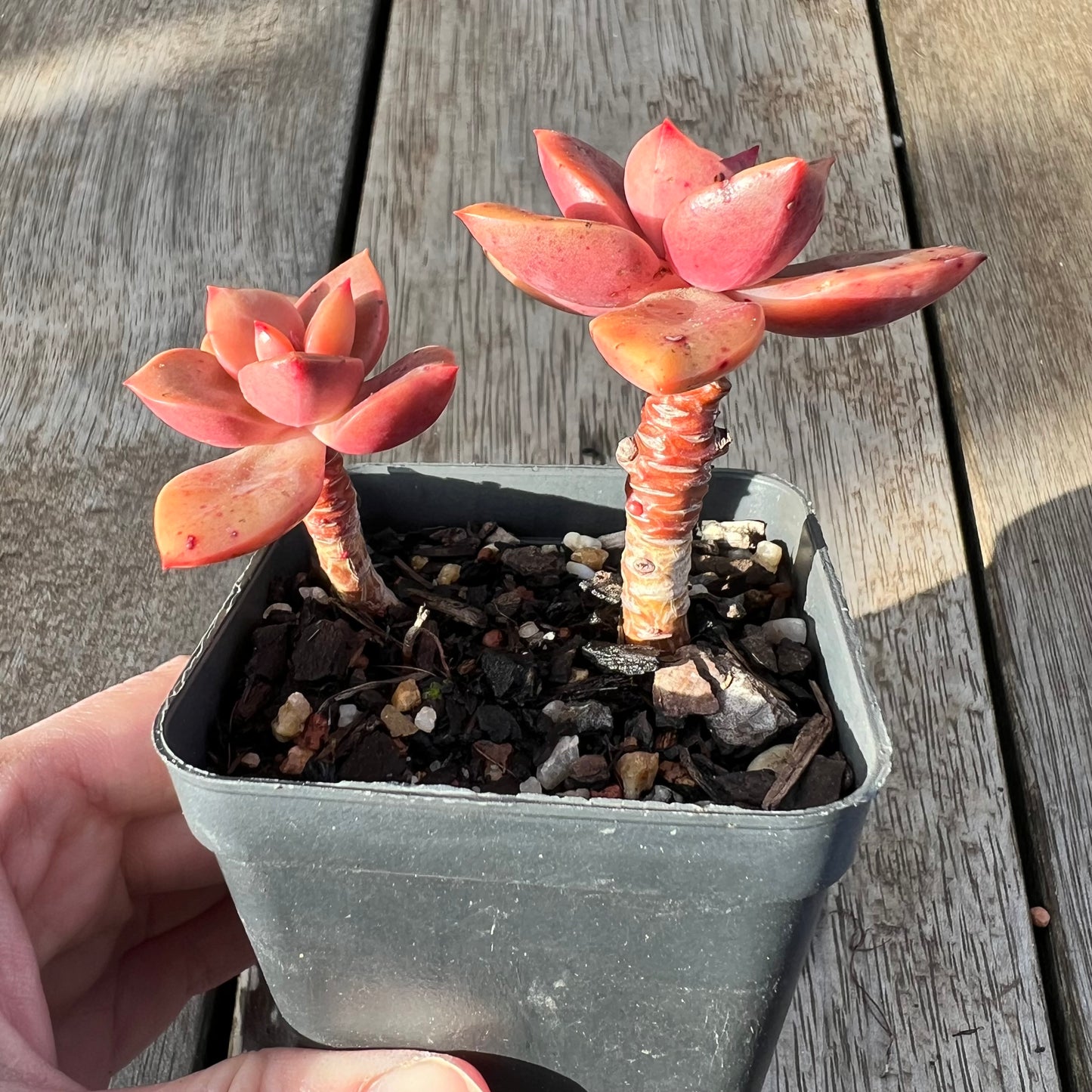 0608 Echeveria Chroma