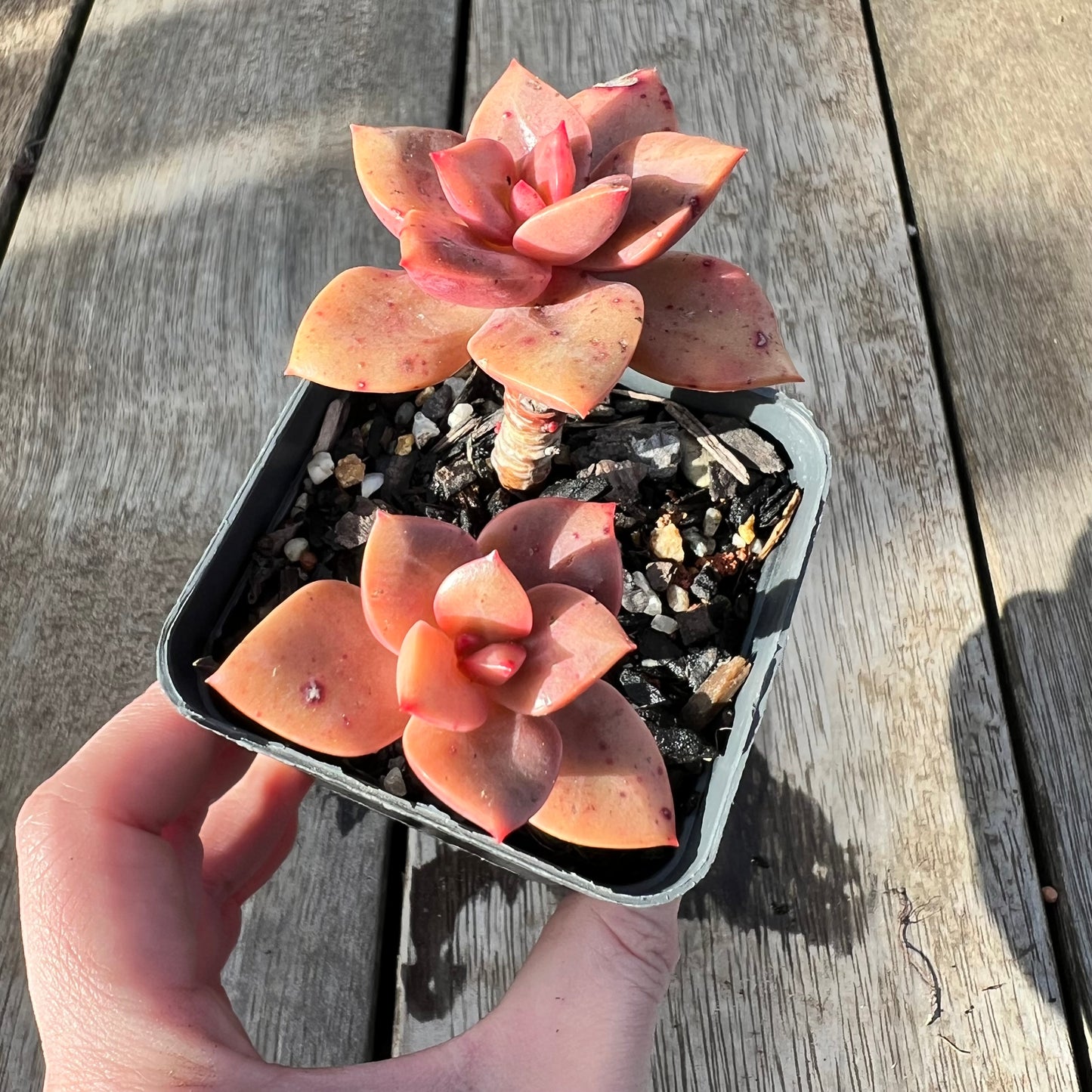 0608 Echeveria Chroma