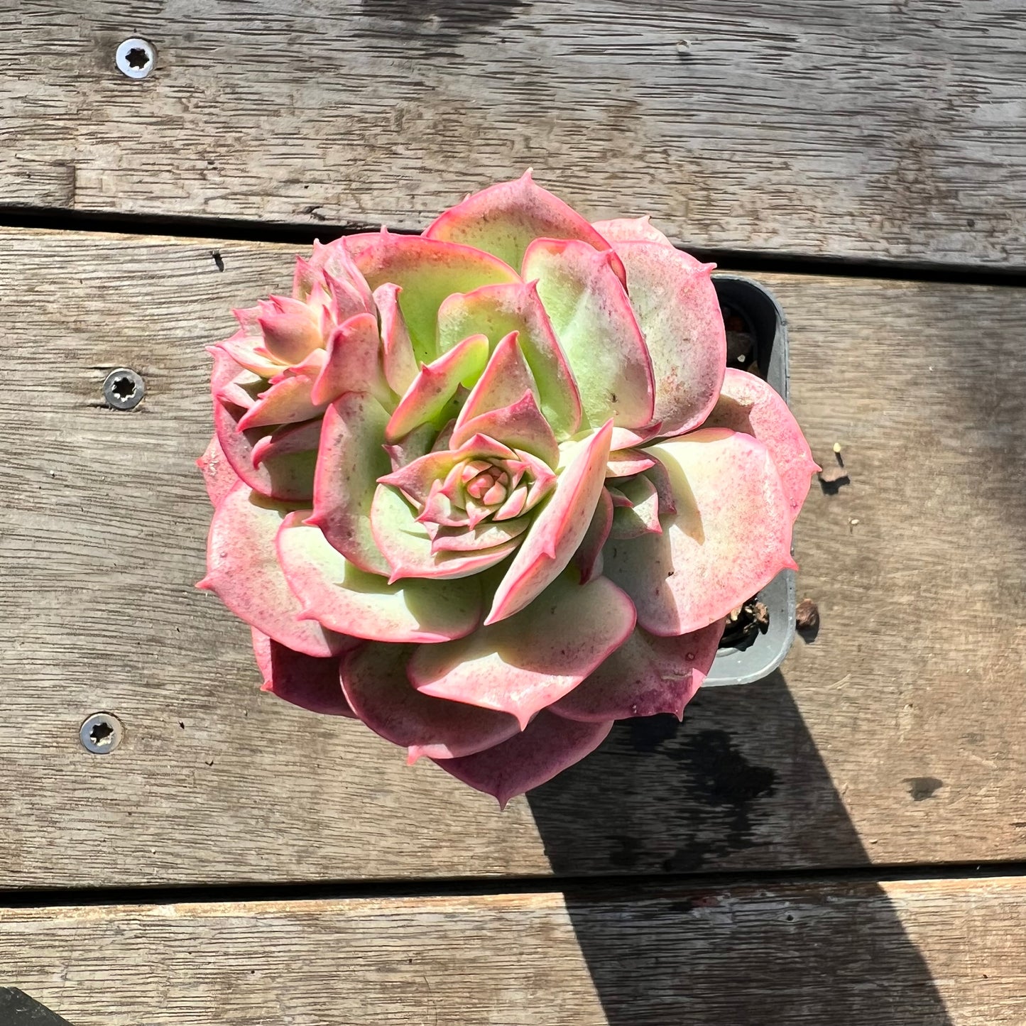 0608 Echeveria Croatia