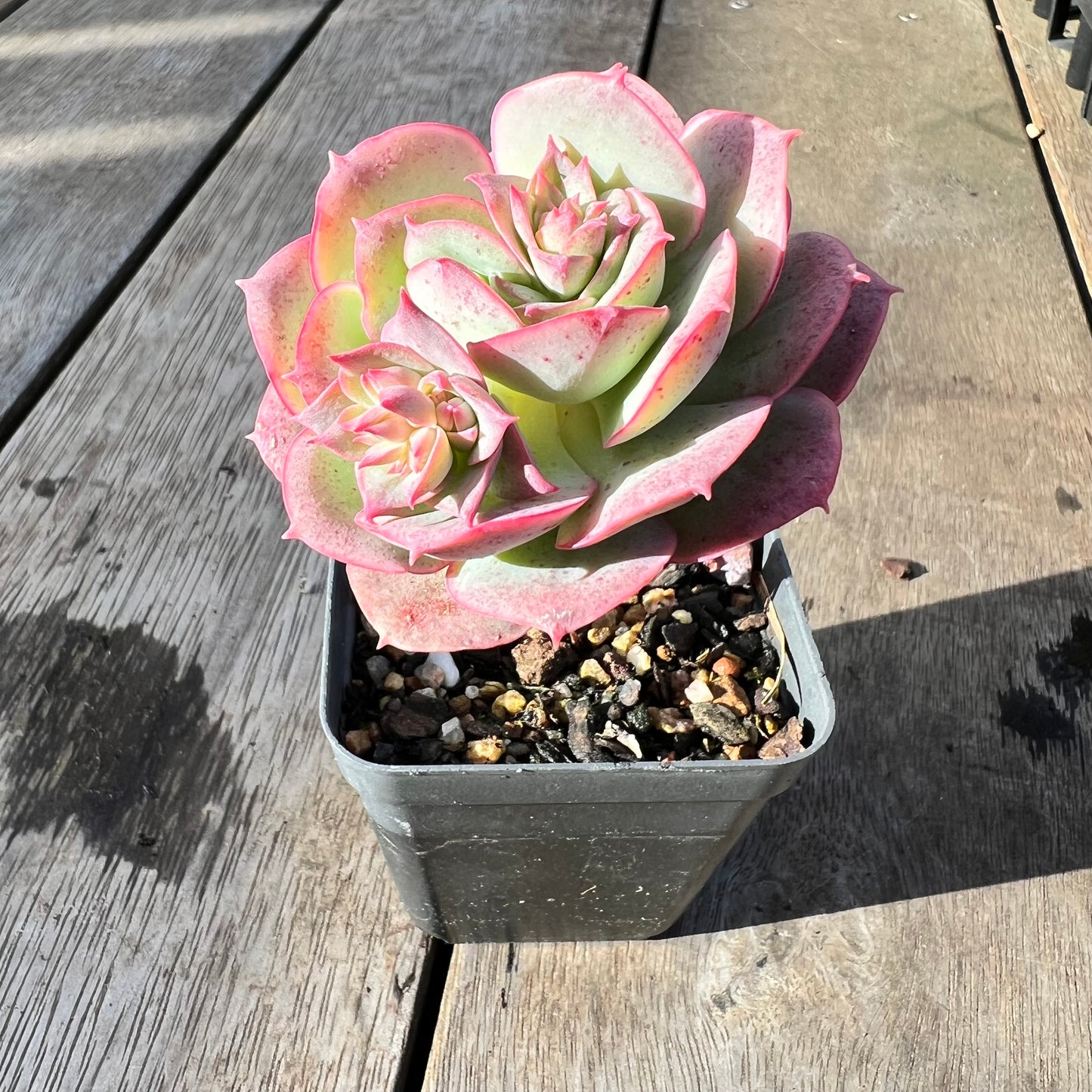 0608 Echeveria Croatia