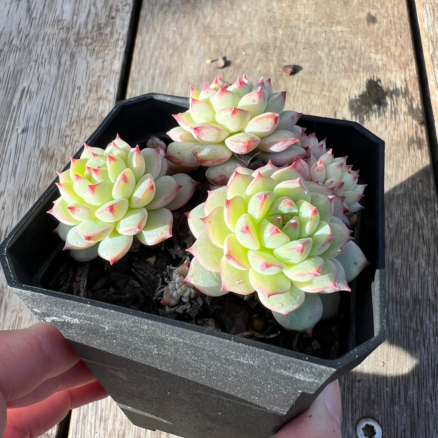 0608 Echeveria Panda Face aka Emerald Tips (clump)