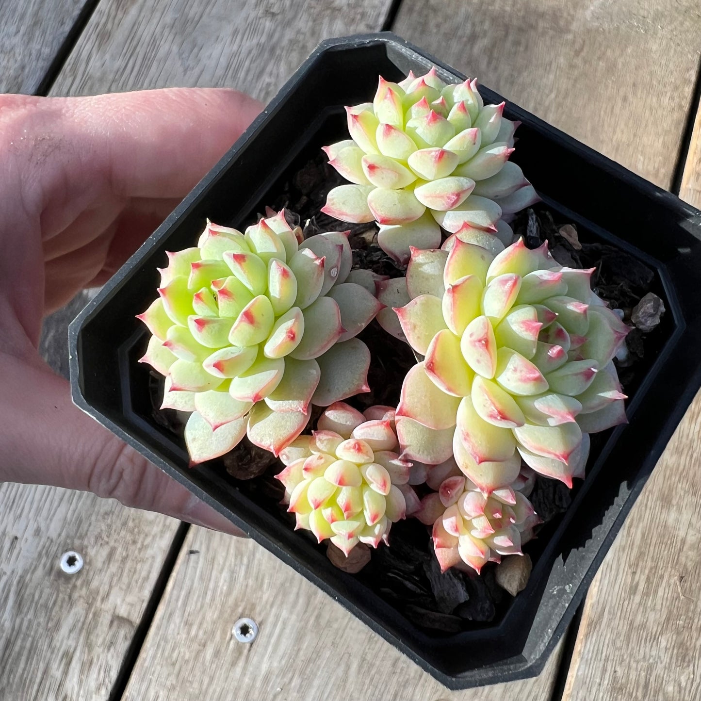 0608 Echeveria Panda Face aka Emerald Tips (clump)