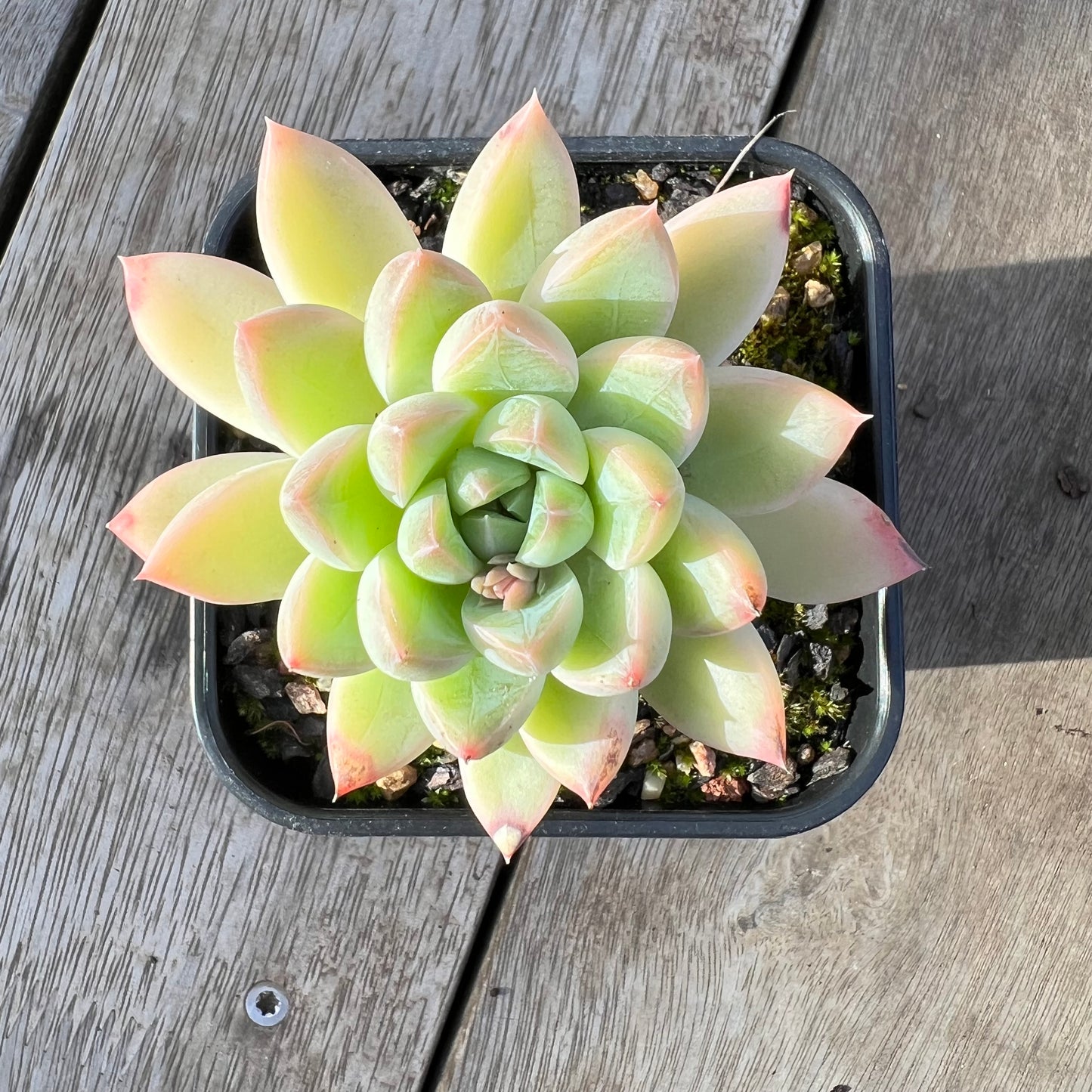 0608 Echeveria Racoon