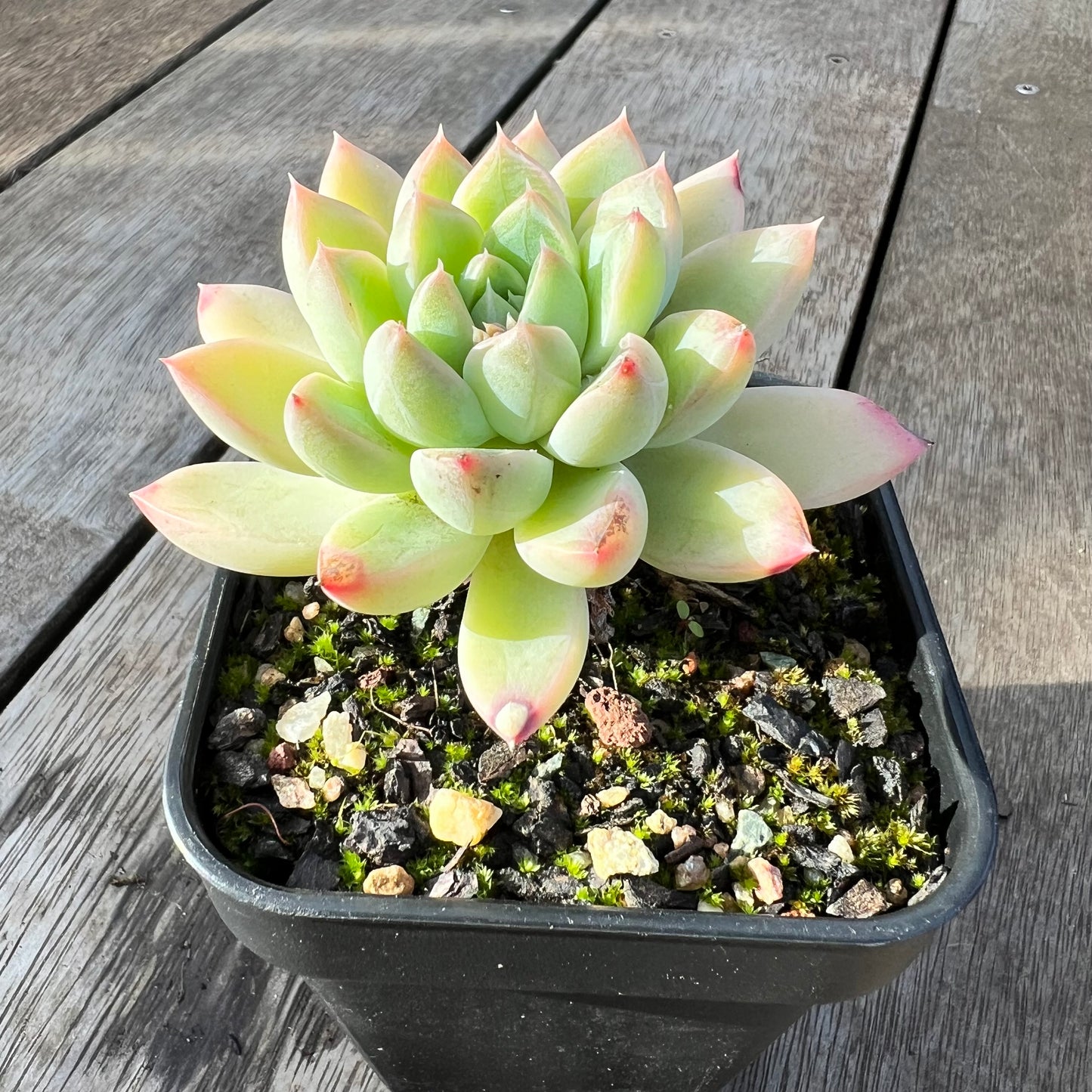 0608 Echeveria Racoon