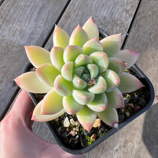 0608 Echeveria Racoon