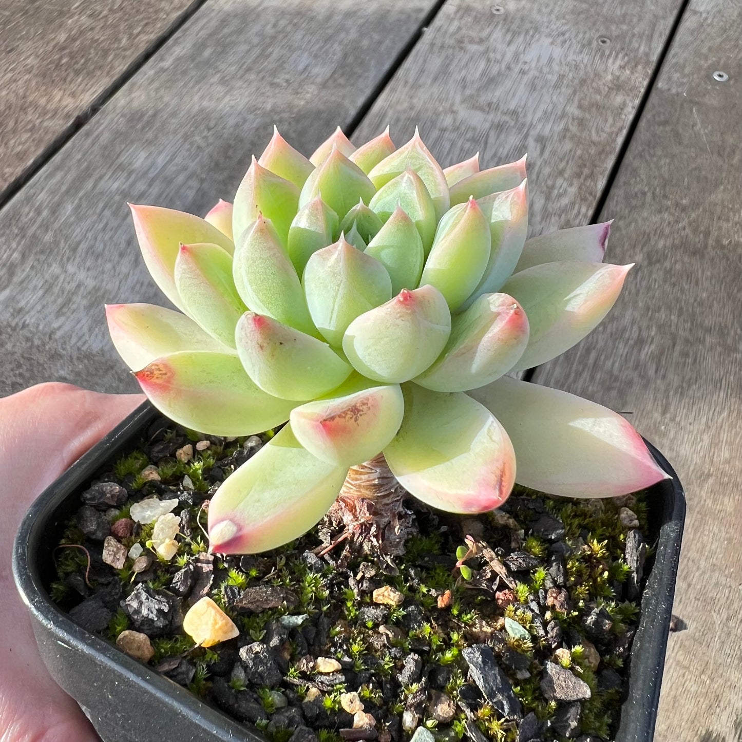 0608 Echeveria Racoon