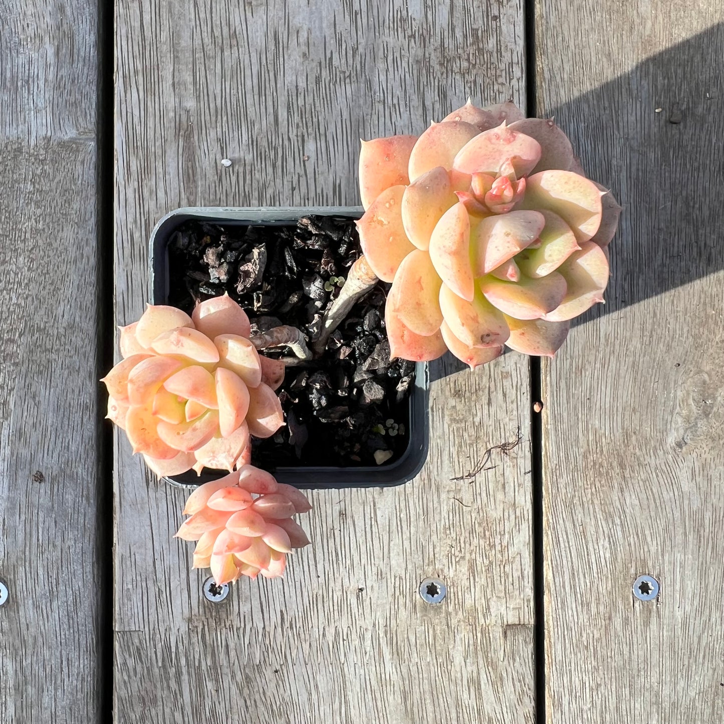 0608 Echeveria Semnan / Nicksana