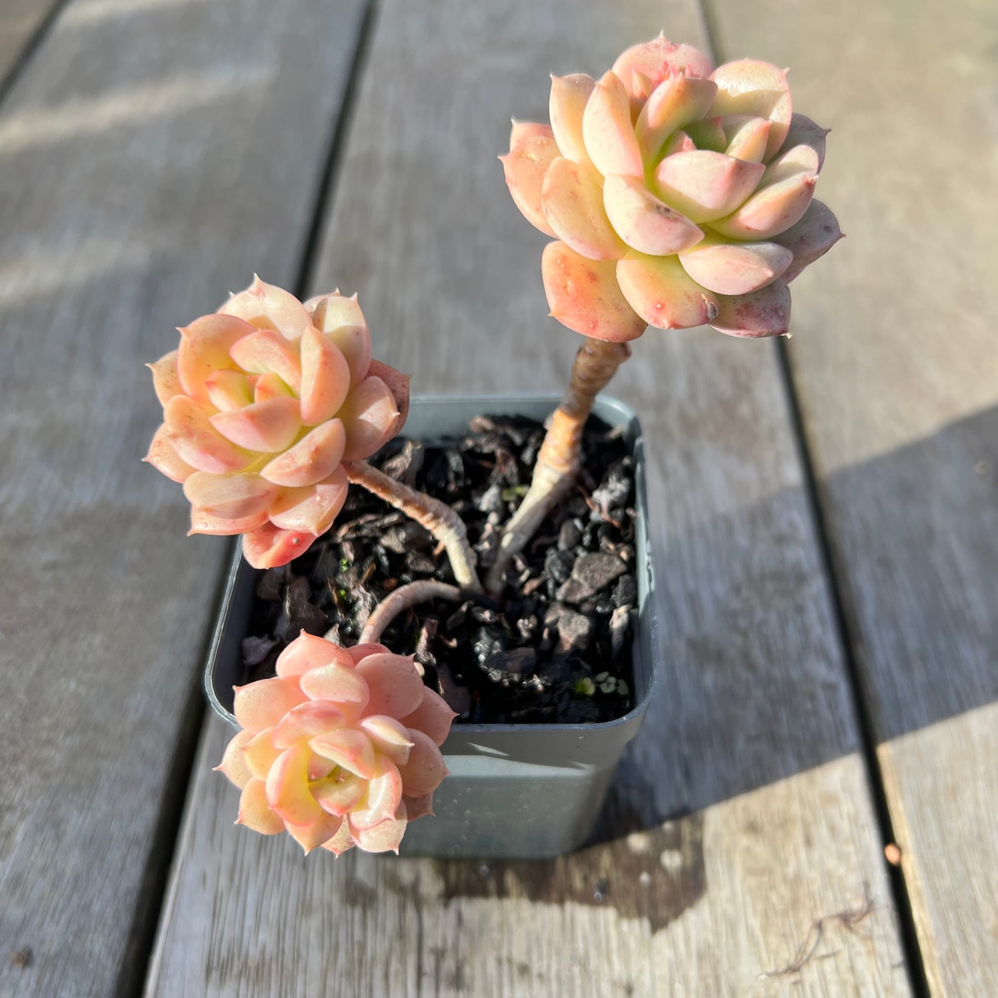 0608 Echeveria Semnan / Nicksana