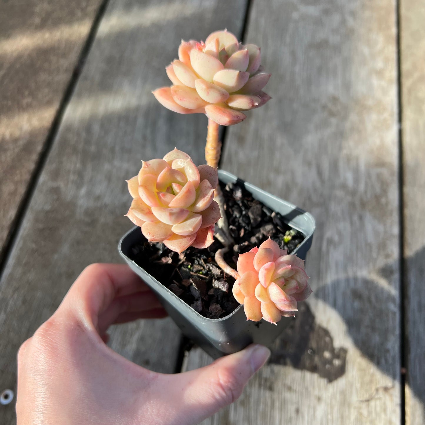 0608 Echeveria Semnan / Nicksana