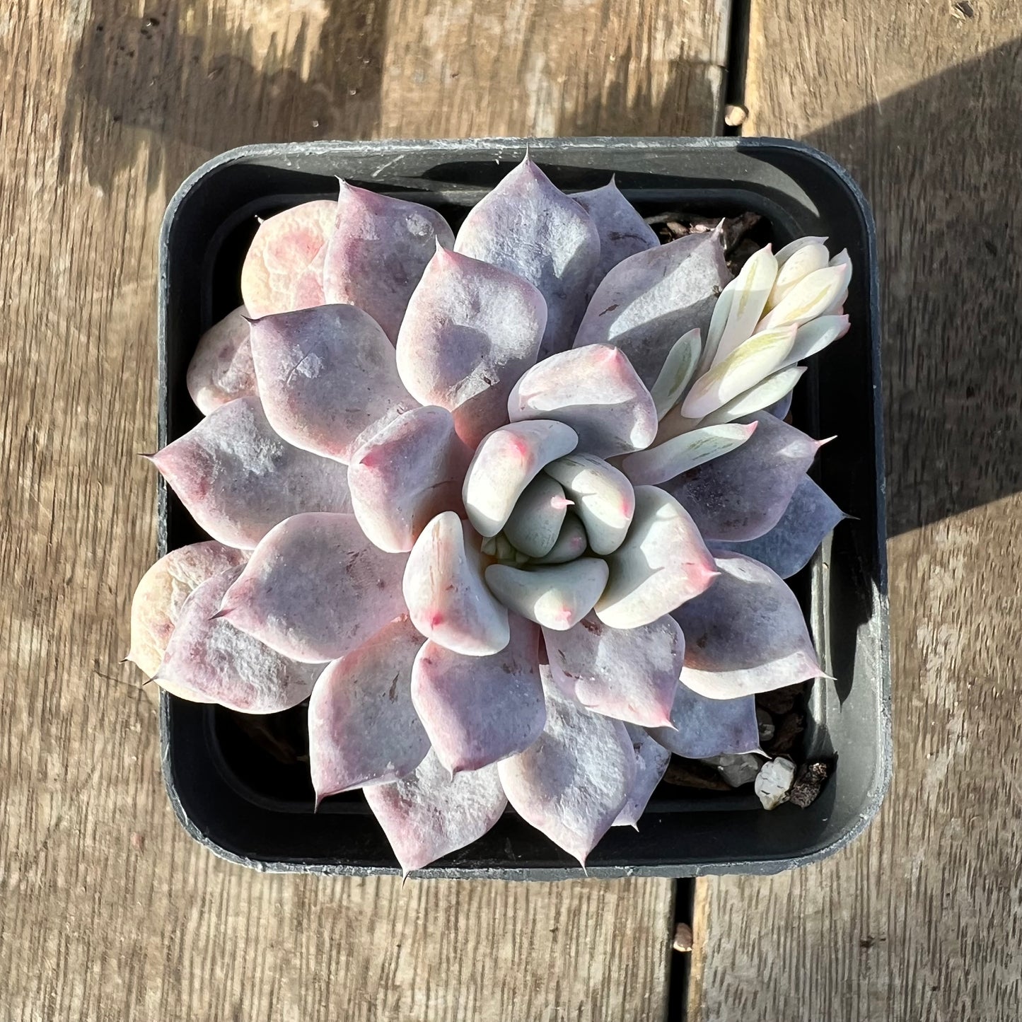 0608 Echeveria Violet Magic