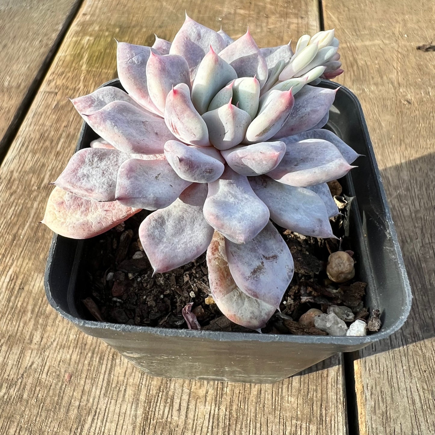 0608 Echeveria Violet Magic